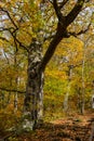 Autumnal travel landscape