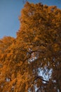 Autumnal tree Royalty Free Stock Photo