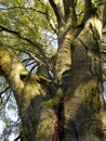 Autumnal tree Royalty Free Stock Photo