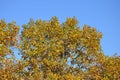 Autumnal tree and blue sky