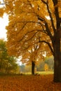 Autumnal Tree