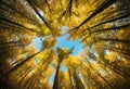 Autumnal tree canopy framing the sky Royalty Free Stock Photo