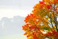 Autumnal tree