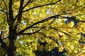 Autumnal tree Royalty Free Stock Photo