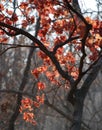 Autumnal tree in mist