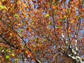 Autumnal Tree With Pretty Brown Leaves in Autumn