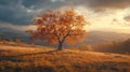 Autumnal Tree Stands Alone on Hilltop Sunset Royalty Free Stock Photo
