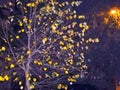 Autumnal tree top and light in rainy night