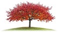 Autumnal tree with vibrant fall foliage Royalty Free Stock Photo
