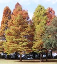 Autumnal Trees Against the Blue Sky Royalty Free Stock Photo