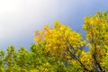 Autumnal Trees and Blue Sky Royalty Free Stock Photo