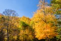 Autumnal Trees and Blue Sky Royalty Free Stock Photo