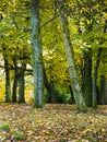 Autumnal trees in a Burnley Park