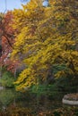 Autumnal trees in the Capricho Park o Madrid