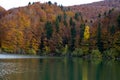 autumnal trees changing season with orange reddish green colors reflected in a mountain lake in northern spain Royalty Free Stock Photo