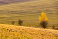 Autumnal trees in colorful farmland