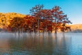 Autumnal trees in early morning on lake with fog on water. Swamp cypresses and morning light Royalty Free Stock Photo