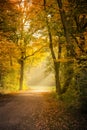 Autumnal trees eside a path Royalty Free Stock Photo