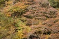 Autumnal trees, leaves turning yellow, gold and brown in autumn