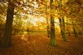 Autumnal trees in sunshine.