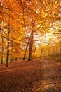 Autumnal trees in sunshine.