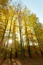 Autumnal trees in sunshine.