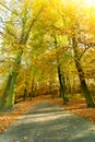 Autumnal trees in sunshine.