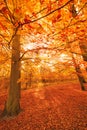 Autumnal trees in sunshine.