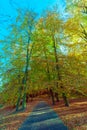 Autumnal trees in sunshine.