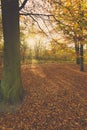 Autumnal trees in sunshine.