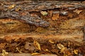 Autumnal Vanitas Concept with Autumnal Foliage in Front of Decomposing Pine Trunk