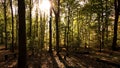 Autumnal verticals on a warm afternoon Royalty Free Stock Photo