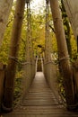 Autumnal View of Alnwick Garden treehouse