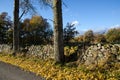 Autumnal view at roadside