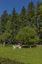 Autumnal view toward public garden with picnic table at chair lawn, tree and open-air kindergarten, Cortina d`Ampezzo, Dolomite Royalty Free Stock Photo