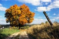 Autumnal view of tree and rural road