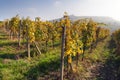 Autumnal view of vineyard