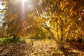 Autumnal view of a walnut tree with a magic sunbeam