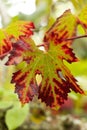 Autumnal Vine Leaf Royalty Free Stock Photo