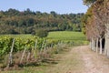 Autumnal Vineyard