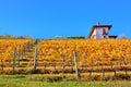 Autumnal vineyard on the hill in Italy. Royalty Free Stock Photo