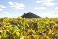 Autumnal vineyard in La Mancha with a bombo on the background