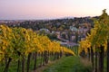 Autumnal vineyard landscape in Vienna, Austria.