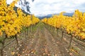 Autumnal Vineyard Lines, with yellow leaves Royalty Free Stock Photo