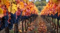 Autumnal Vineyard with Ripe Grapes and Fallen Leaves Royalty Free Stock Photo