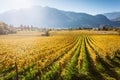 Autumnal vineyard in Trento Royalty Free Stock Photo