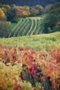 Autumnal vineyard