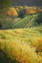 Autumnal vineyard