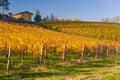 Autumnal Vineyard Royalty Free Stock Photo