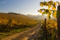 Autumnal Vineyard Royalty Free Stock Photo